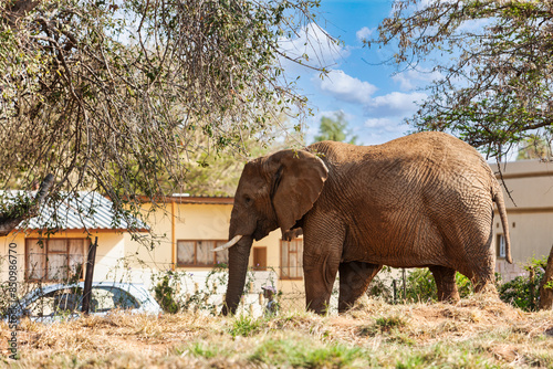 african elephant in the village interacting with people, effects of overpopulation, danger for human population damage
