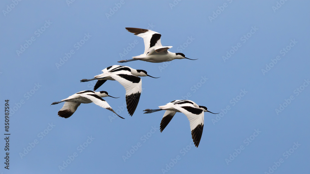 4 black and white birds (avocet) flying in a formation on a blue sky backgropund 4 black and white birds (avocet) flying in a formation on a blue sky backgropund