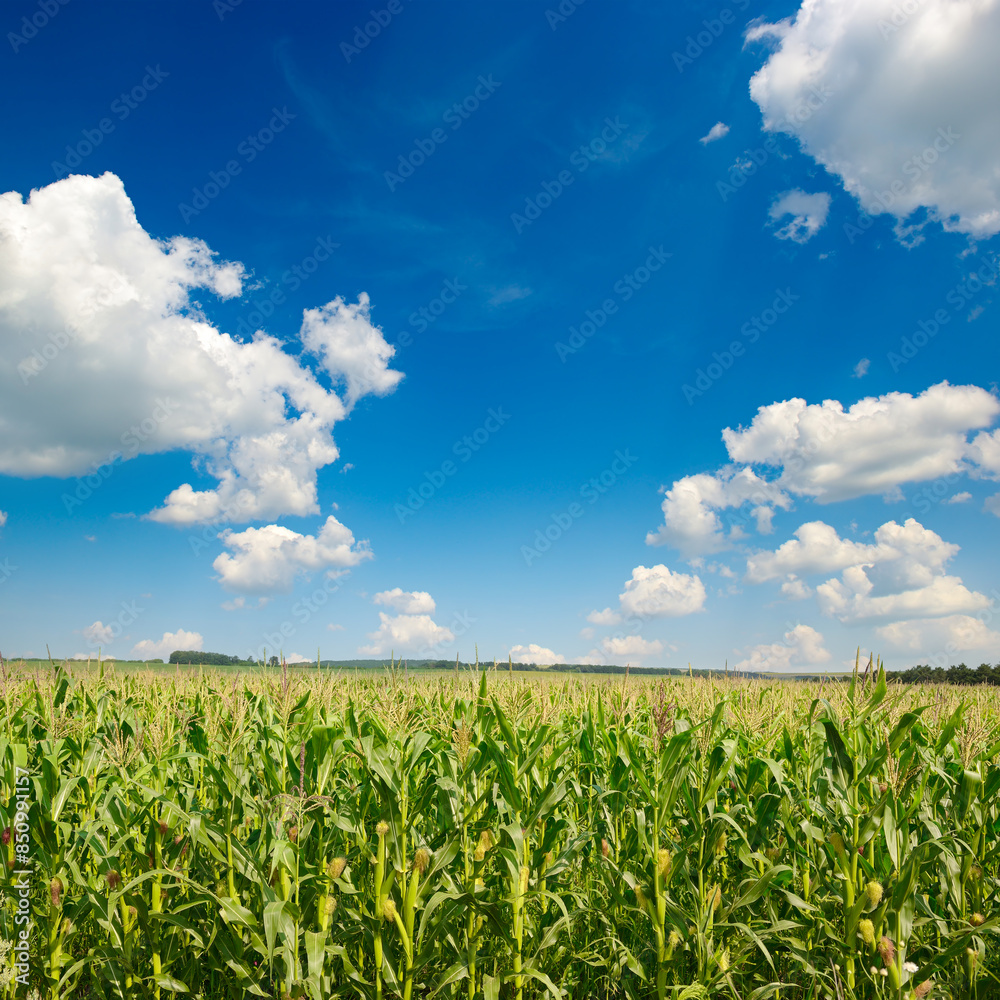 Bright corn field with ripe ears corn and blue sky. Bright corn field with ripe ears corn and blue sky.