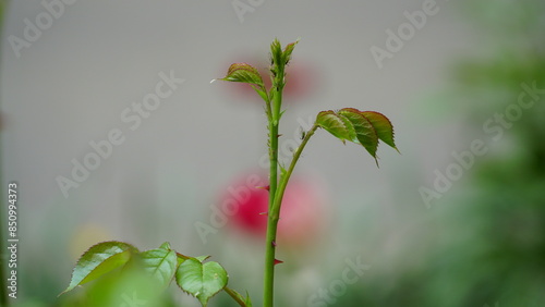 aphids sucking on rose shoot
