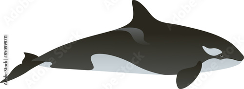 Realistic color vector illustration of black and white orca or killer whale. Wild animal graphic. Marine mammal isolated on white background. Wild ocean life of the world.