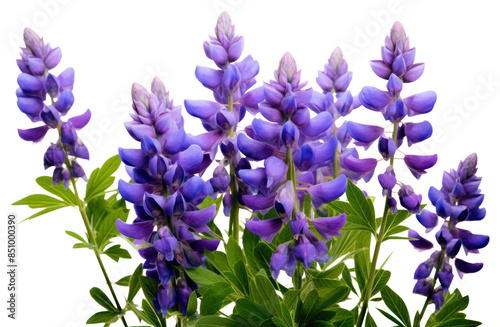 PNG Lupine flowers lavender blossom purple. AI generated Image by rawpixel.