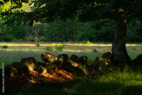 First sunlight falling on an old dry stone wall at the edge of a meadow in Skane, Sweden