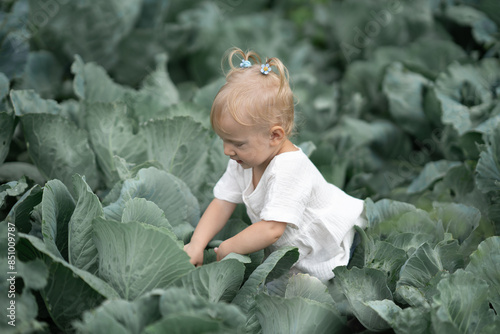  toddler with pigtails stands on green cabbage field in summer. Childhood joy, nature, organic farming, innocence, happiness, outdoor play, fresh produce, sustainability, copy space