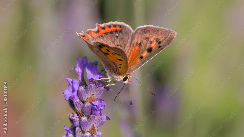 Obraz premium butterfly on a purple flower
