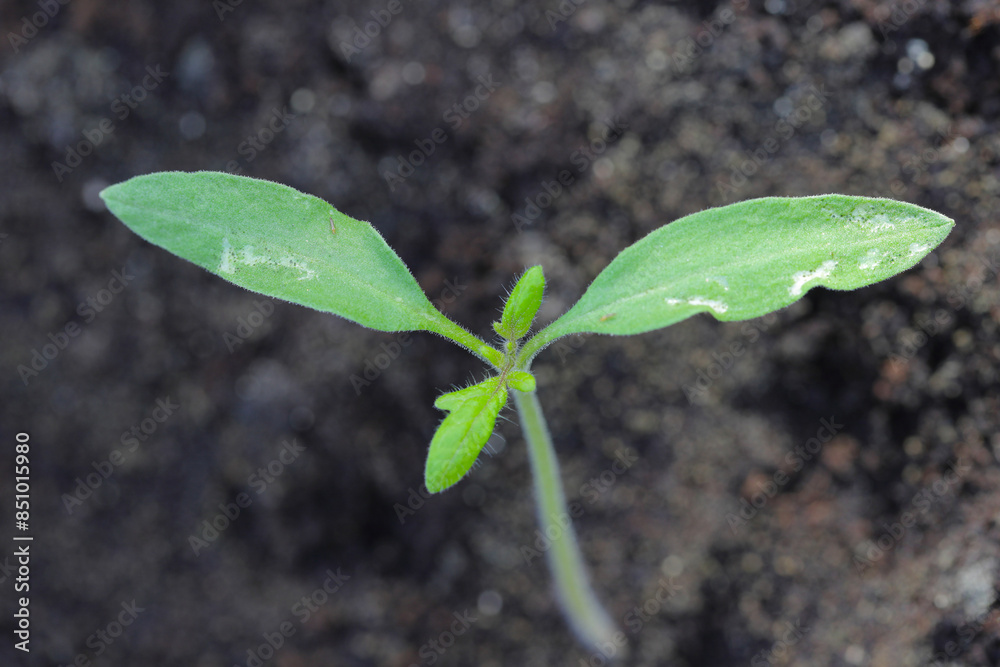 Young tomato plants damaged by thrips pests. Young tomato plants damaged by thrips pests.
