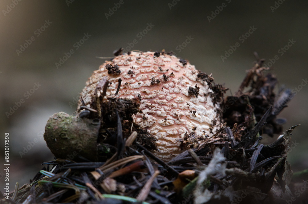 Amanita rubescens aka the Blusher mushroom. Very popular and tasty wild mushroom in Czech republic. Young mushroom growing in the forest.