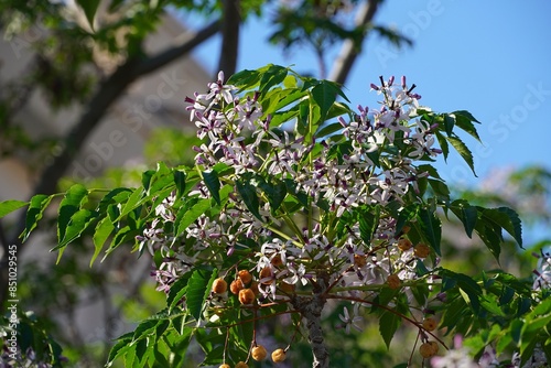 Chinaberry, or Melia Azedarach tree, leaves, flowers and fruit, at springtime photo