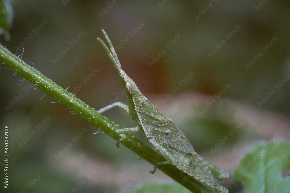 Closeup macro photo of insect in tropical nature.