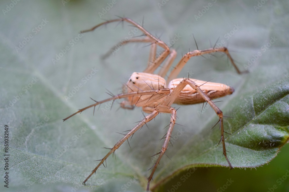 Closeup macro photo of insect in tropical nature Closeup macro photo of insect in tropical nature