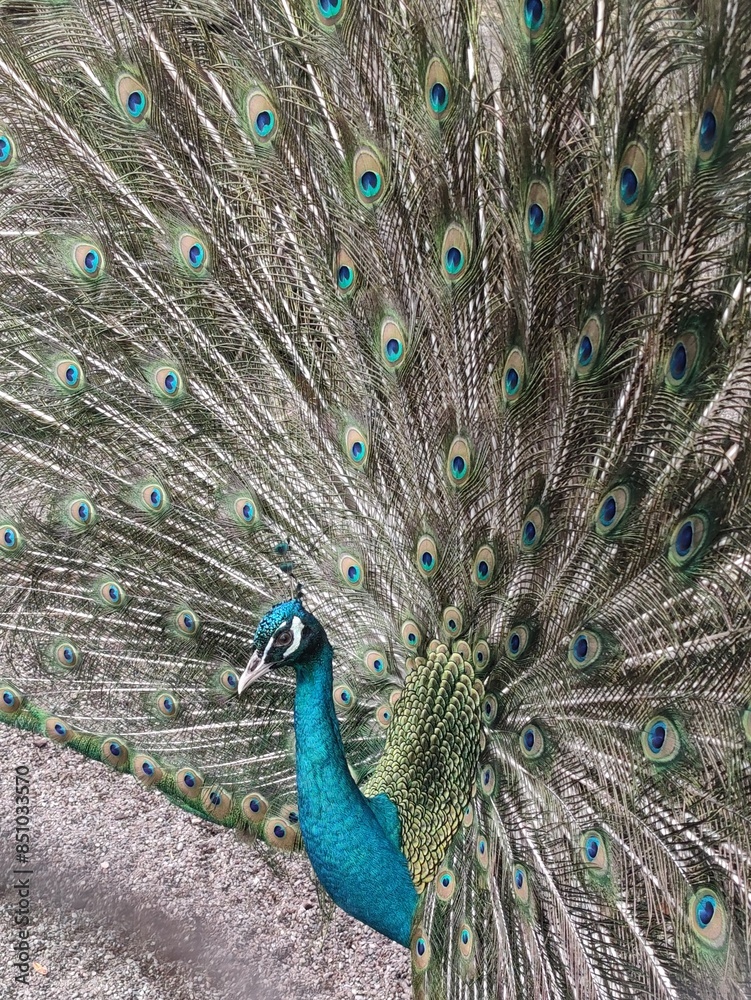 Naklejka premium The feathered handsome man