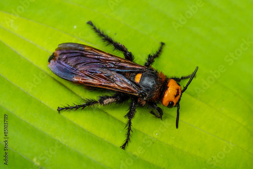 Giant scolia or spotted scolia, Mega scolia, Megascolia maculate L.
One of the species of wasps of the genus Scolia. Included in the list of endangered insect species.
 photo