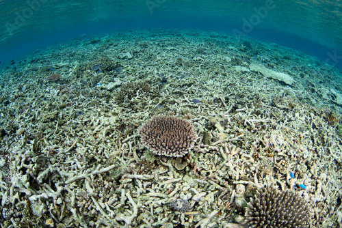 Fototapeta Naklejka Na Ścianę i Meble -  Small, healthy corals are beginning to grow on a reef in Indonesia that was destroyed by storm damage. Given time, coral reefs can regenerate if the local area is not polluted and overfished.