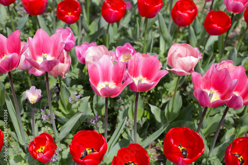 Beautiful tulip flower garden. The Expo 70 Commemorative Park, Osaka, Japan
