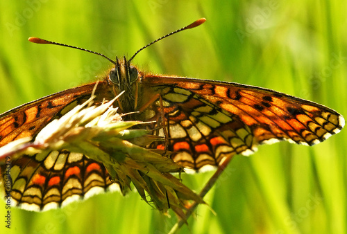 Motyl siedzący na źdźble trawy.
