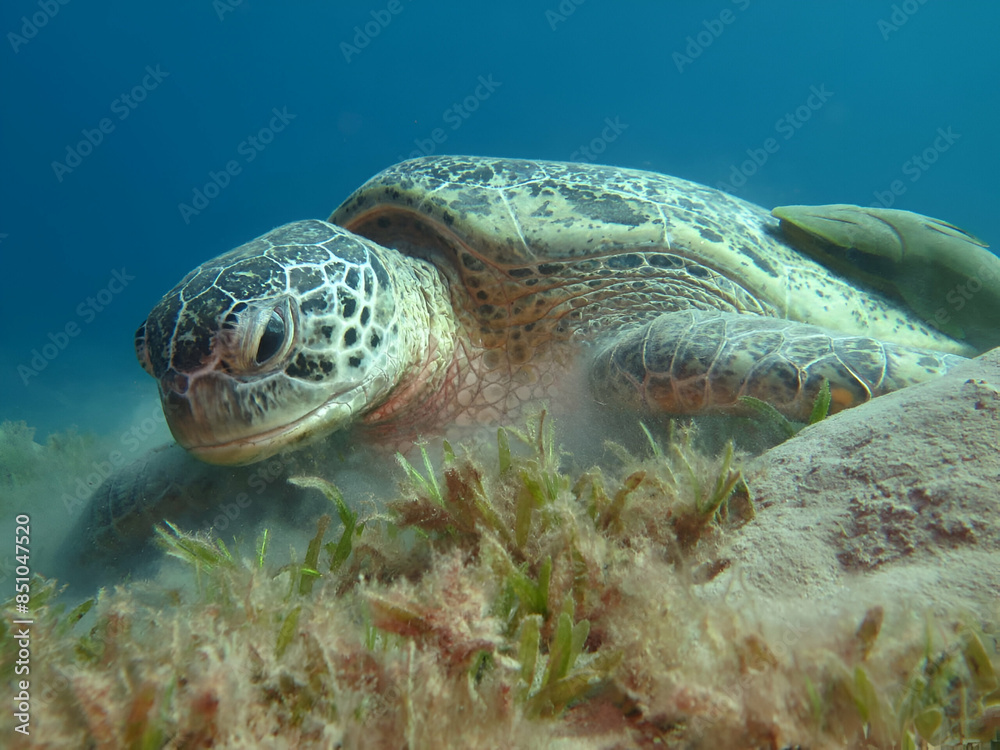 Obraz premium Sea turtle resting on seagrass bed