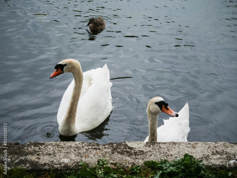 Fototapeta premium Pair of cute adult swans and small duck in a town pond with cement block. Calm scene. City life.