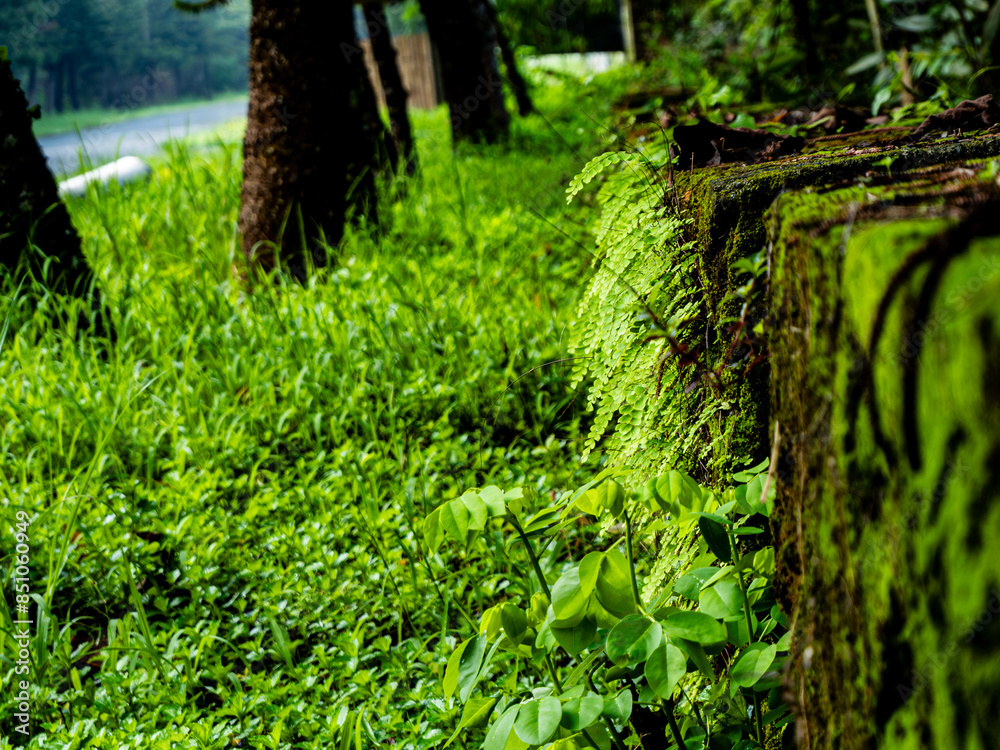 Obraz premium Maidenhair fern green background