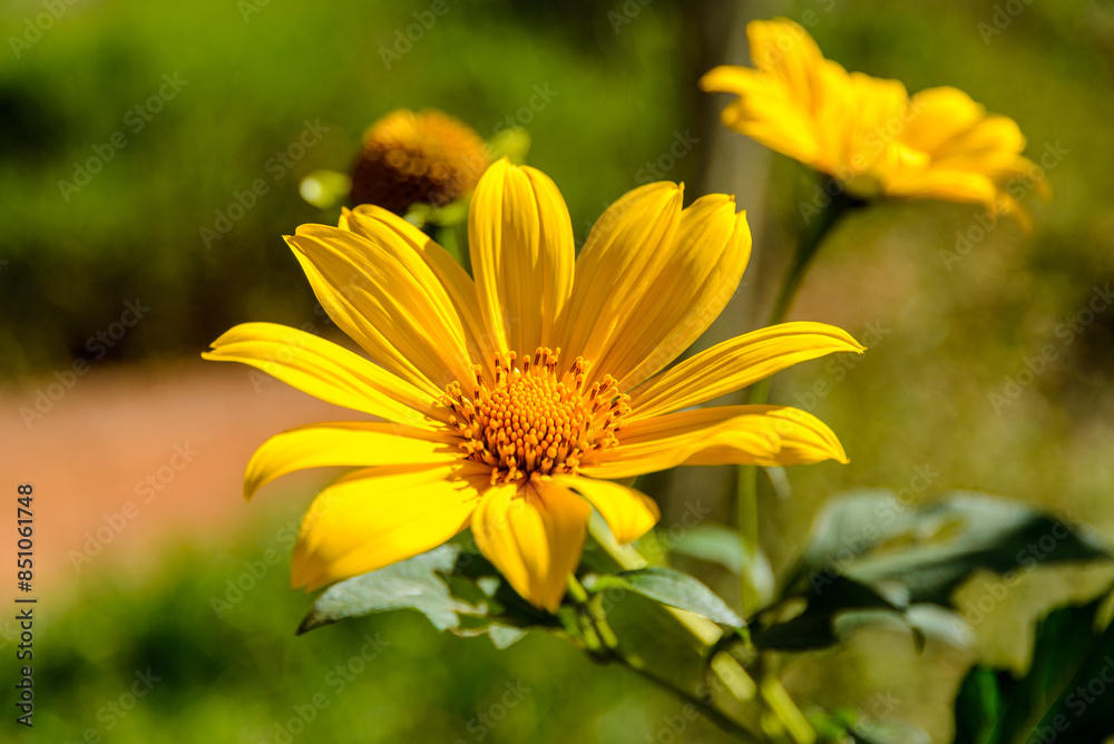 Obraz premium Tithonia diversifolia flower or Mexican Sunflower.