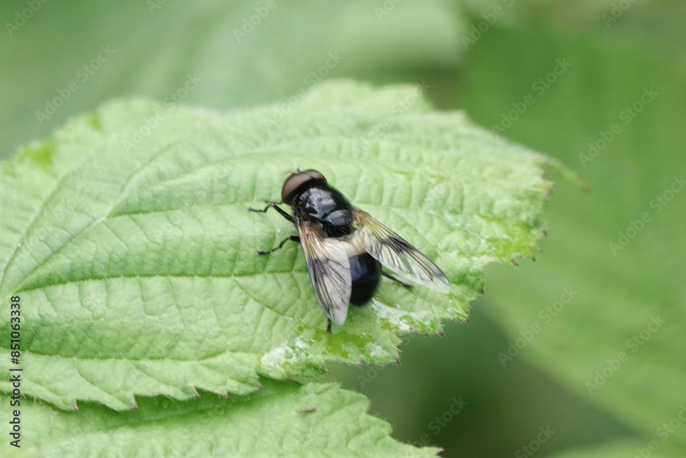 Volucella pellucens, a species of Hoverfly Volucella pellucens, a species of Hoverfly