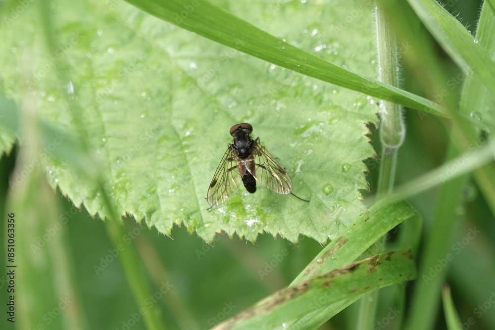 Black Snipe Fly (Chrysopilus cristatus) resting on a leaf Black Snipe Fly (Chrysopilus cristatus) resting on a leaf