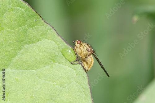 Yellow Dung Fly (Scathophaga stercoraria) photo