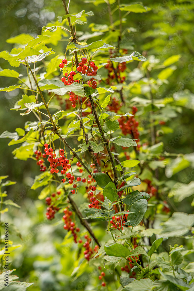 Red ripe cranberry bush bears fruit in August. Red ripe cranberry bush bears fruit in August.