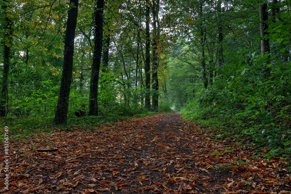 Obraz premium Forest path in autumn with lots of greenery and lots of leaves