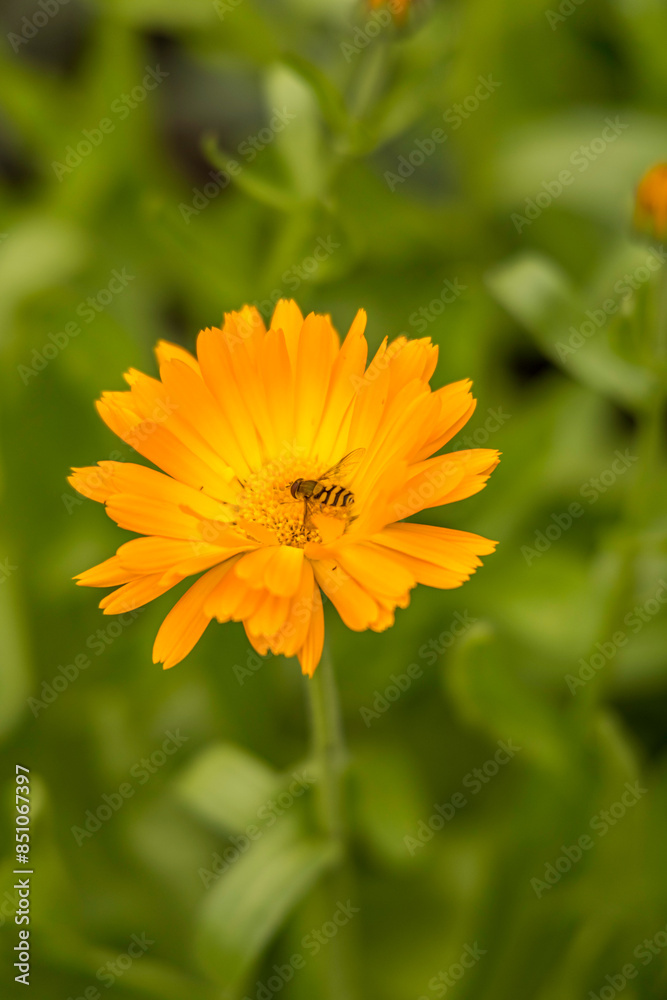 Bee on the orange flowers close up Bee on the orange flowers close up