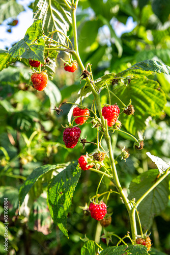 Red ripe wild natural raspberries in the nature