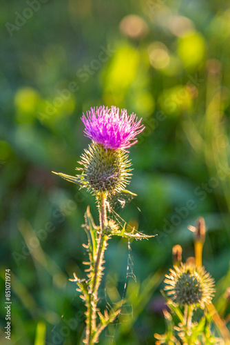Blessed milk thistle flowers in field, close up. Silybum marianum herbal remedy, Saint Mary's Thistle, Marian Scotch thistle, Mary Thistle, Cardus marianus bloom photo