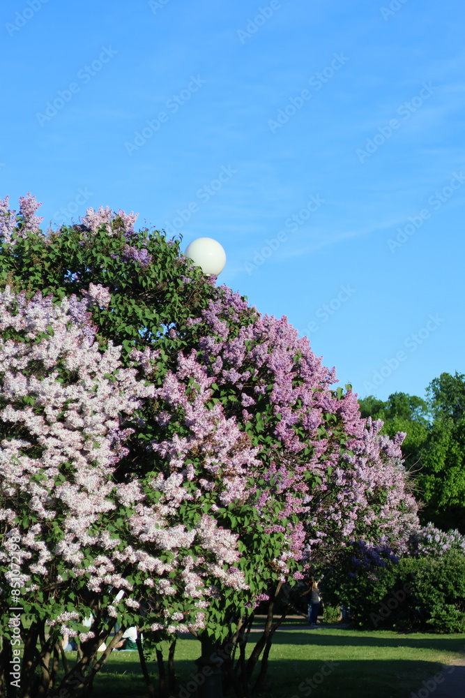 Obraz premium bushes of blooming lilac in city, beautiful purple flowering trees in park or in meadow. white, lilac and burgundy branches of trees with flowers, scent of flowers. decorations of botanical garden