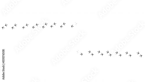 Bird, chicken footprint animation. Pigeons, crows prints on the floor, mud, snow. From right end left. Walk loop animated, graphic motion. Leaving wet, dry bare foot. White background. Footage video	