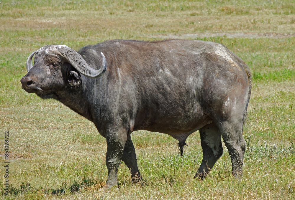 dangerous cape buffalo standing in the grasslands on safari in ngorongoro conservation area in tanzania, east africa dangerous cape buffalo standing in the grasslands on safari in ngorongoro conservation area in tanzania, east africa