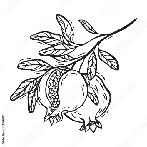 Branch with pomegranate leaves and fruits. Vector botanical black and white illustration, hand drawn in linocut style on isolated background. Drawing for food and cosmetics packaging design, packaging © ValentinaSova