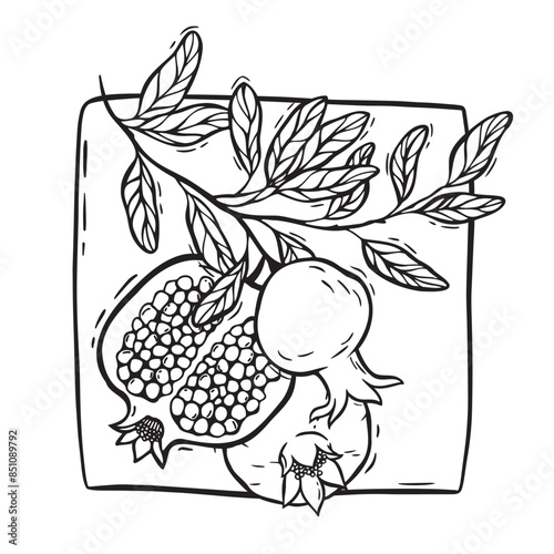 Branch with leaves and juicy pomegranate fruits. Framed vector botanical black and white illustration, hand drawn in graphic style. Drawing for food and cosmetics packaging design, menu, fabric, paper