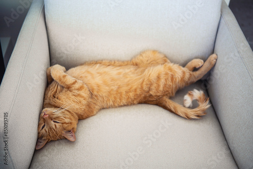 Fotografie Orange Tabby Cat Sleeping on a Light Grey Couch in a Home