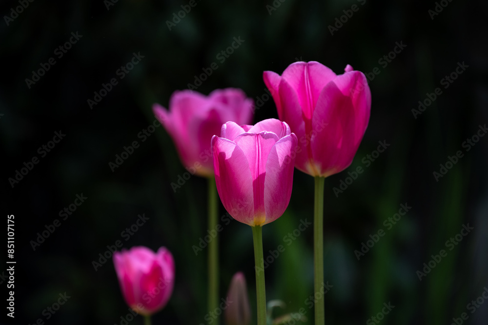 Dramatic portrait of bight pink tulips backlit by the sun against a dark background, new spring growth, as a nature background
Dramatic portrait of bight pink tulips backlit by the sun against a dark background, new spring growth, as a nature background