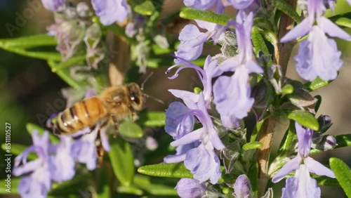 bee on a flower