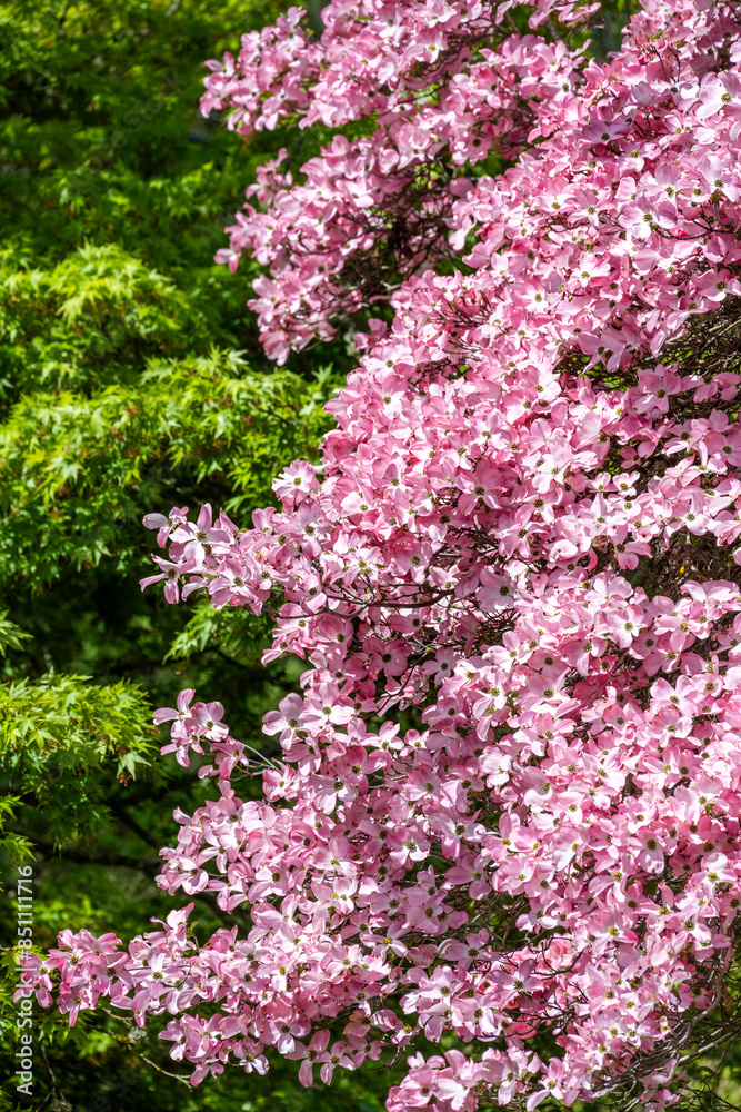 Obraz premium Dogwood tree covered in happy pink flowers on a sunny spring day, new green leaf growth on a maple tree in the background 