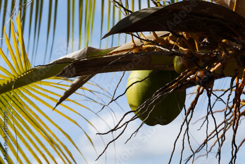 The Caribbean makes good use of its coconuts for their delicious coconut water, especially.