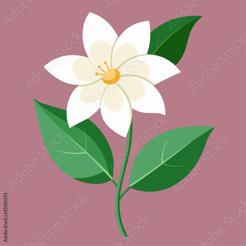 illustration of a flower, jasmine