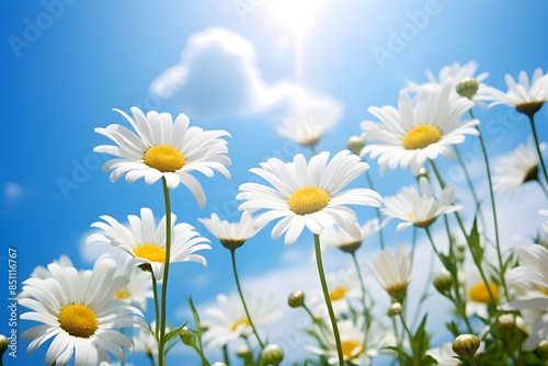 field of daisies © Nature creative