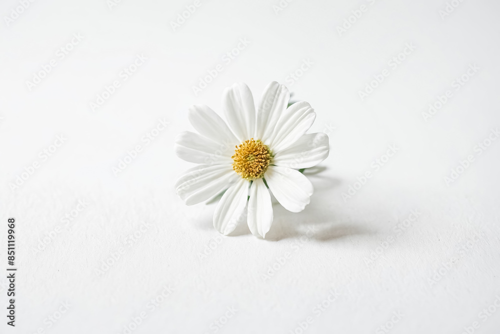 Obraz premium Single White Daisy on White Background