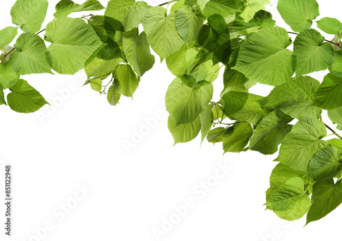 Border made of tree branches with green leaves isolated on white