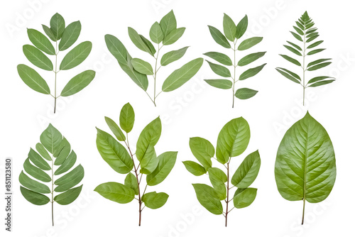 Collection of Green Leaves Isolated on White Background