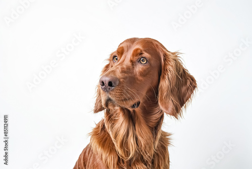 Adorable Irish Setter Puppy Posing for the Camera