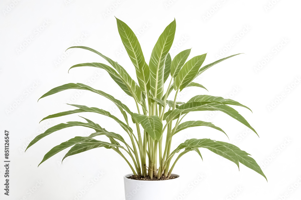 Fototapeta premium Green Plant in White Pot on White Background
