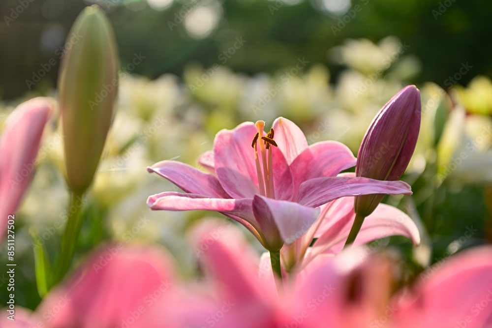 Fototapeta premium ユリの花