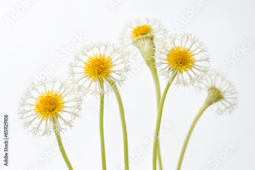 Delicate White Flowers with Yellow Centers